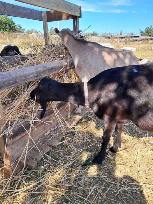 Продам козу Ламанчи
