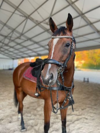 Klacz świetna do sportu