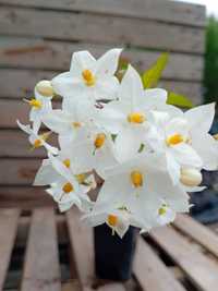 Jasmim branco planta