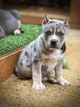 American Bully ABKC merle tricolor