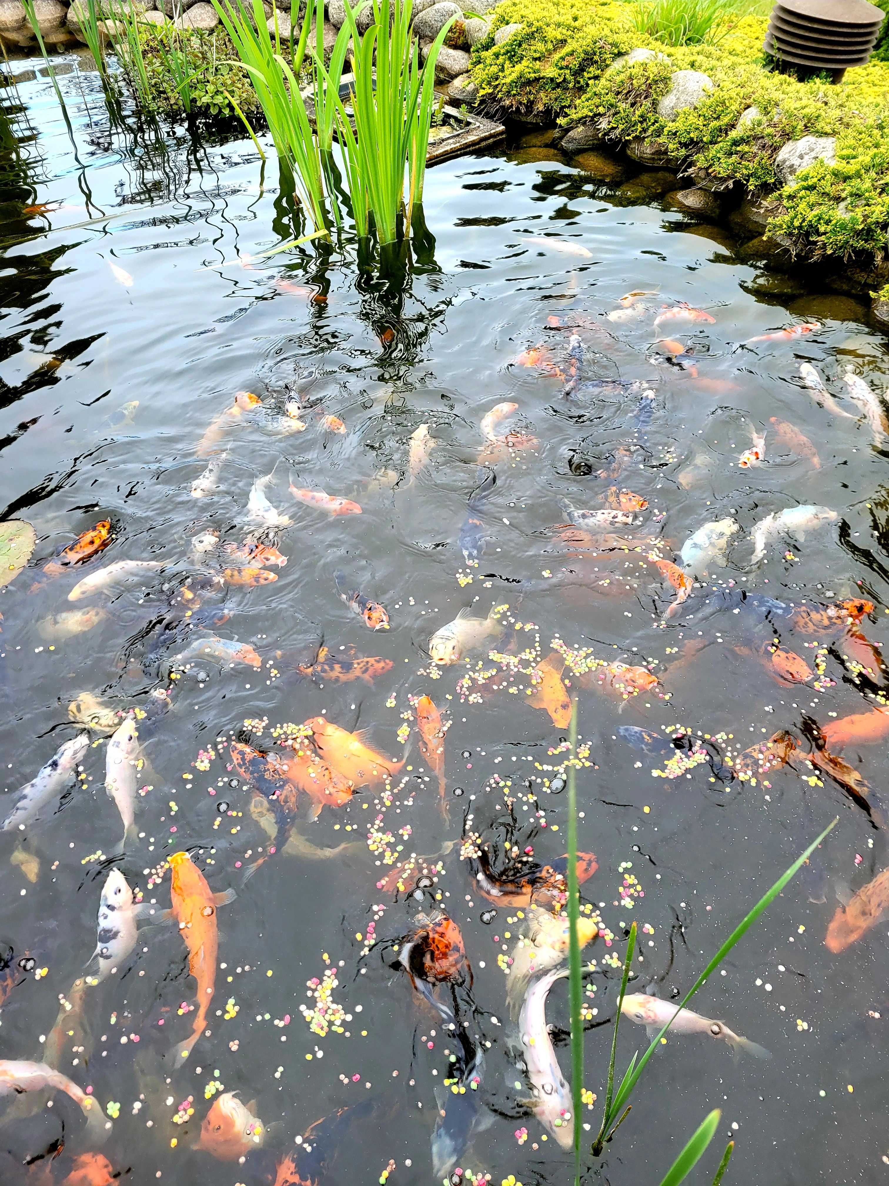 Karp koi idealny do oczek i stawów