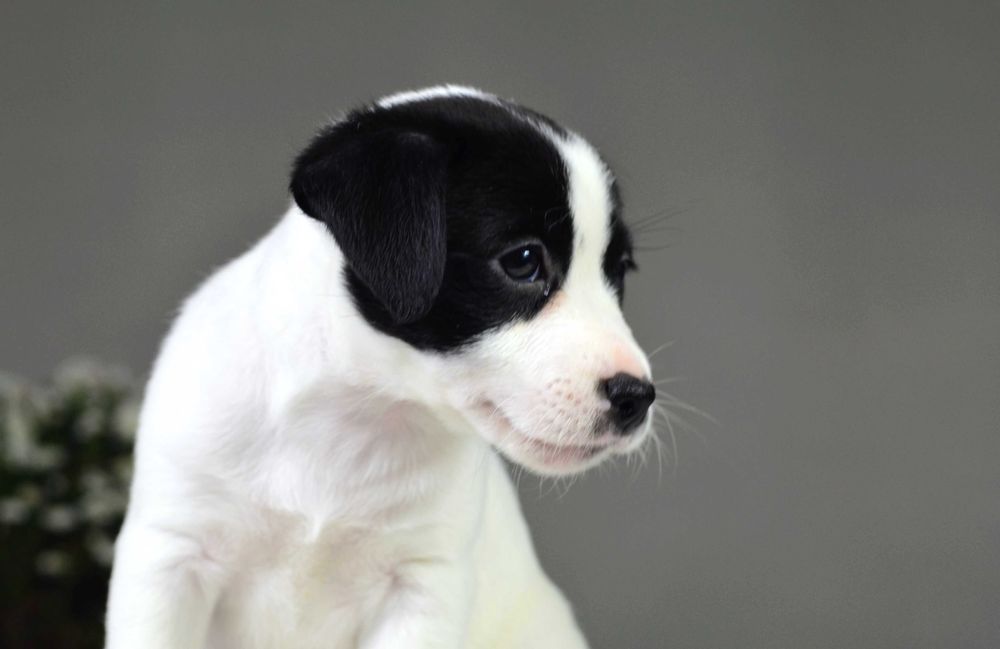 JACK RUSSELL Terrier gładkowłosa suczka niecodziennej urody ZKwP FCI