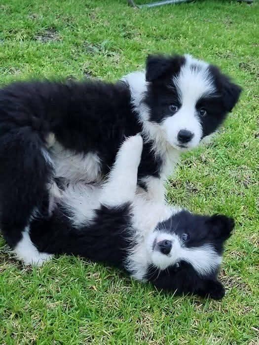 Border Collie Femea