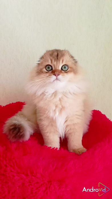 Неймовірний красунчик золота шиншила. Шотландський висловухий котик