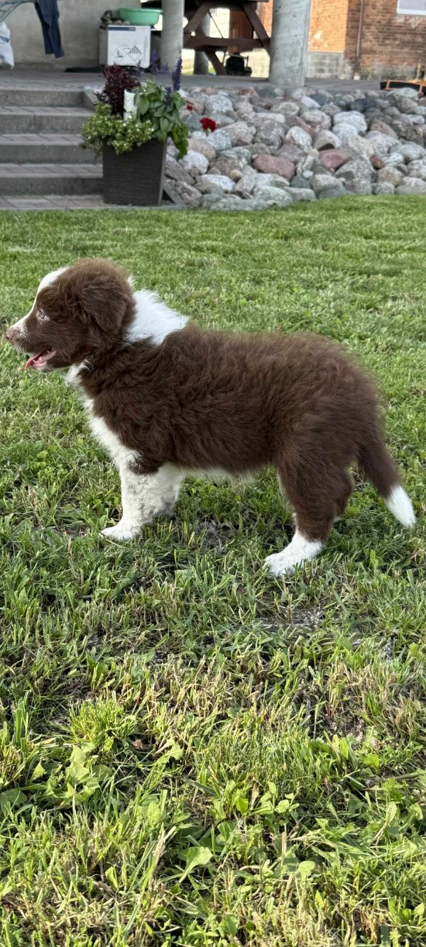 Uroczy piesek Border Collie