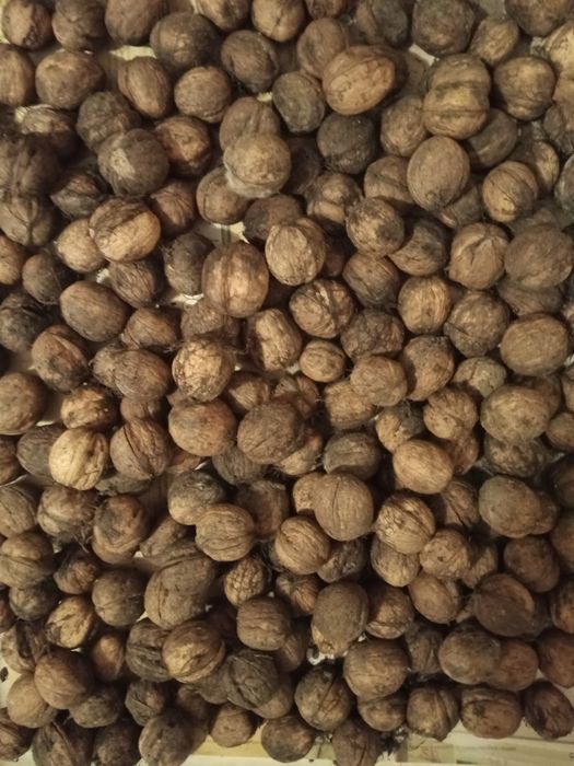 Горіхи урожай 2025 року.