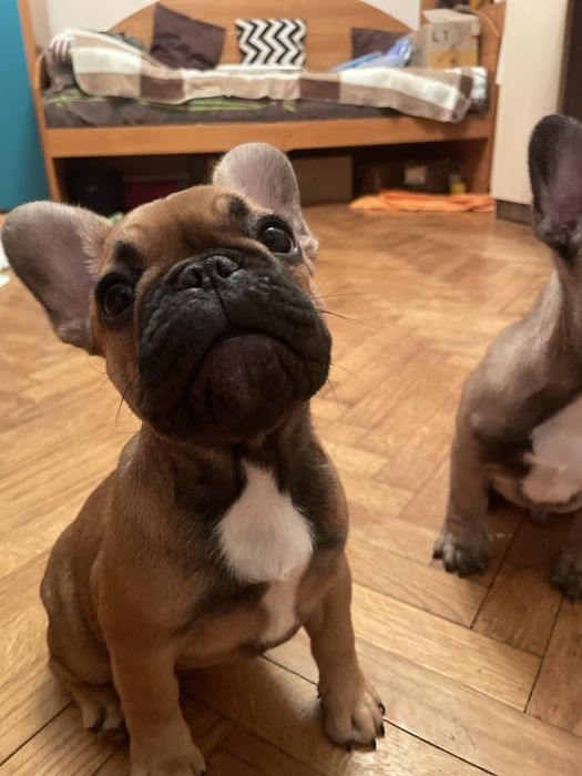 Цуценята французького бульдога!