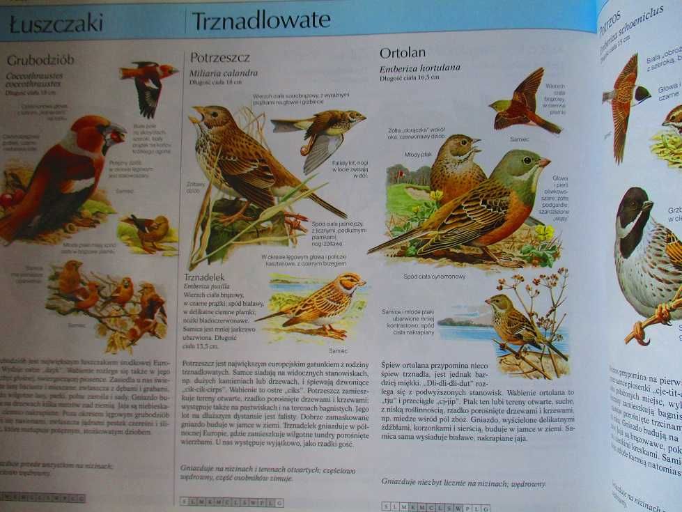 Nasza przyroda - rośliny i zwierzęta Europy/przyroda/flora/ilustracje
