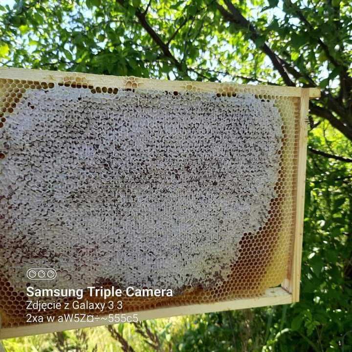 Pszczoły, odkłady pszczele 1  R czerwiu