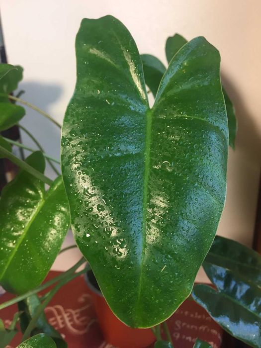 бурле макс   красивый куст