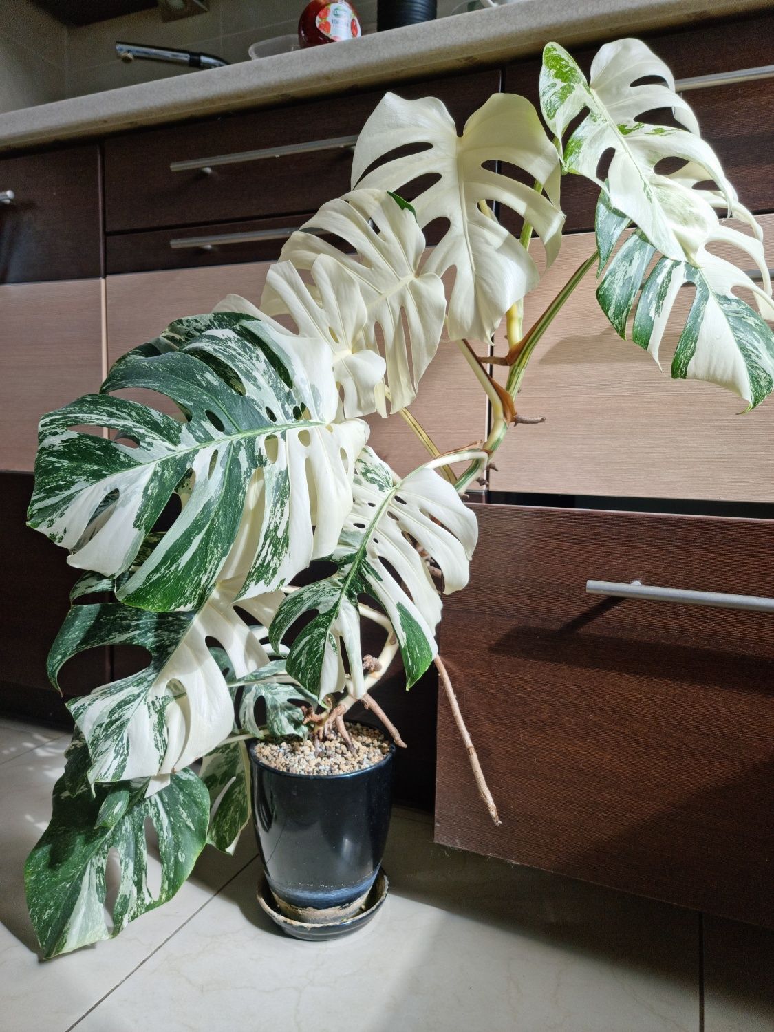 Monstera Variegata cała roślina