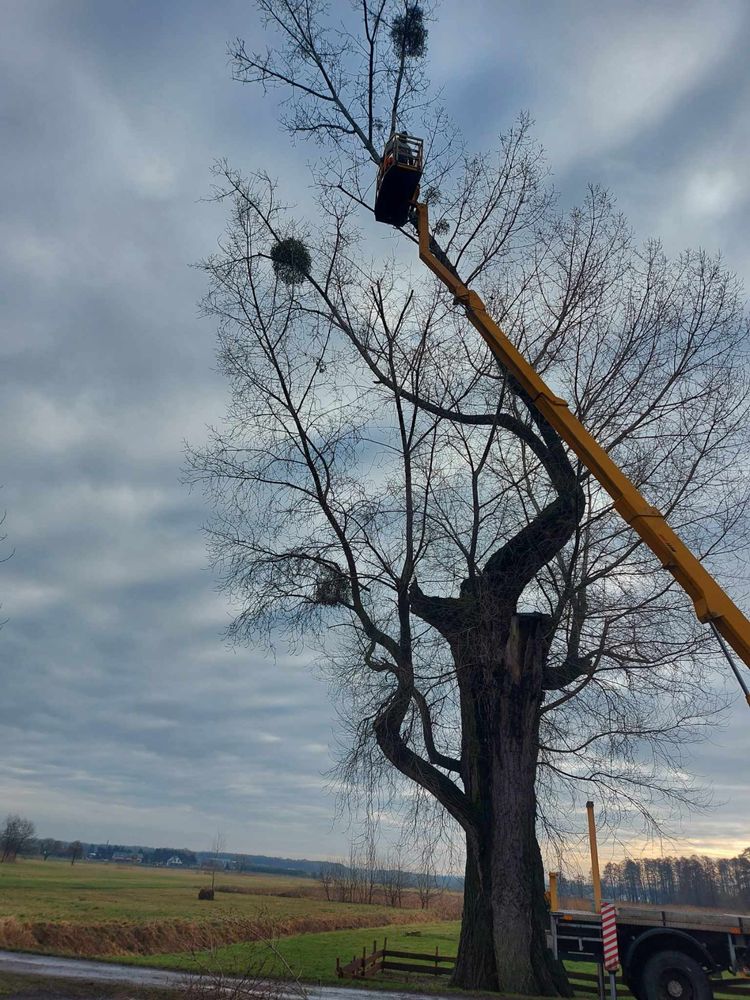 Pielęgnacja ogrodów ,wycinka drzew,przycinanie żywopłotów,koszenie
