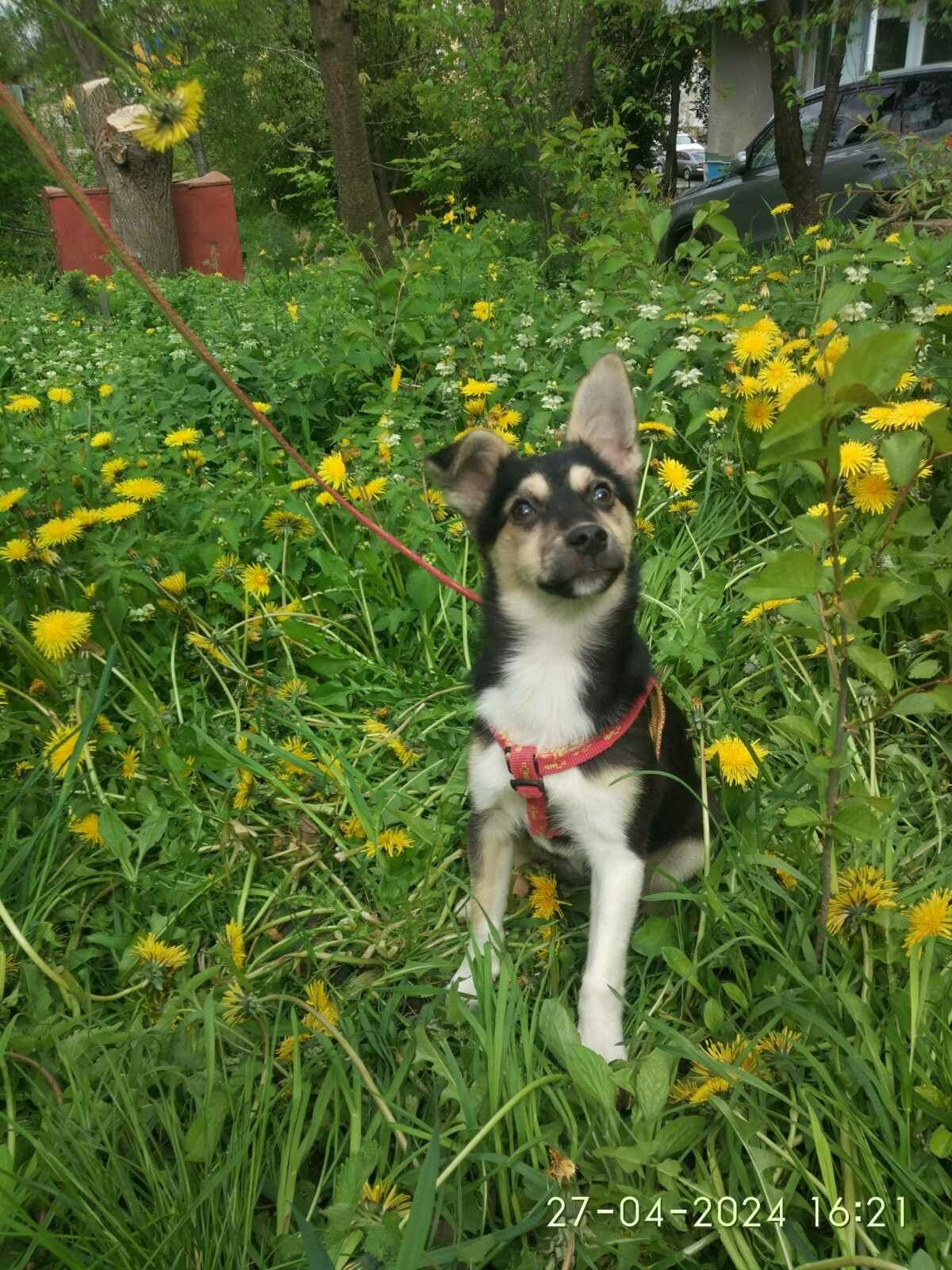 Щенок 4мес.девочка звать Мия, ищет добрые руки!