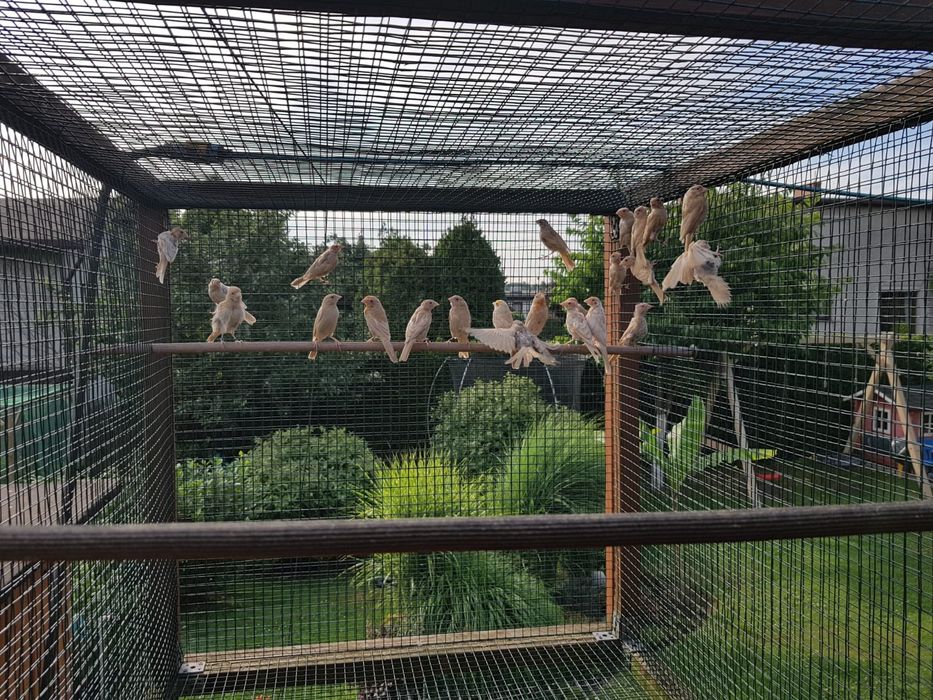 Gile meksykańskie, Gil meksykański