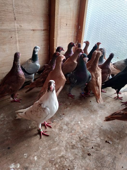 Sprzedam gołębie Hiszpany