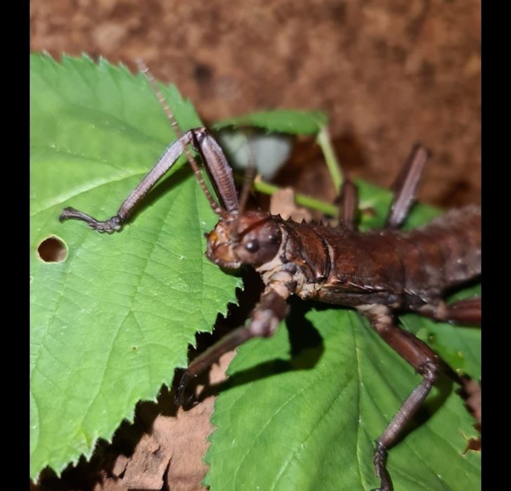 Mystery box z owadami