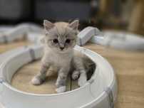 Koteczka Ragdoll Honey
