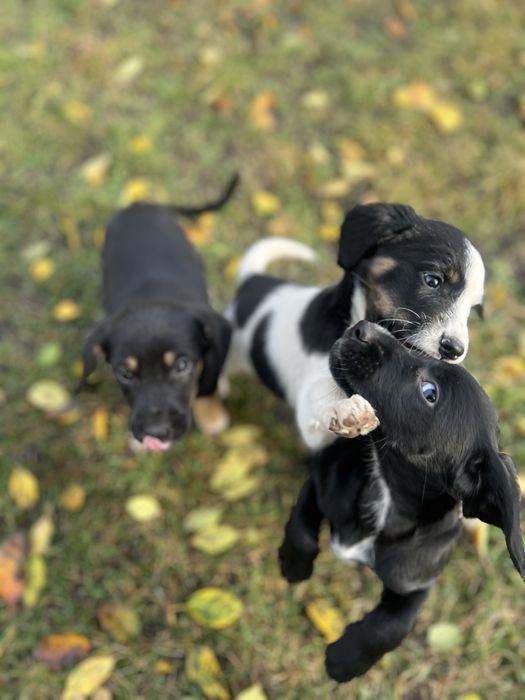 Віддам цуценят в добрі руки