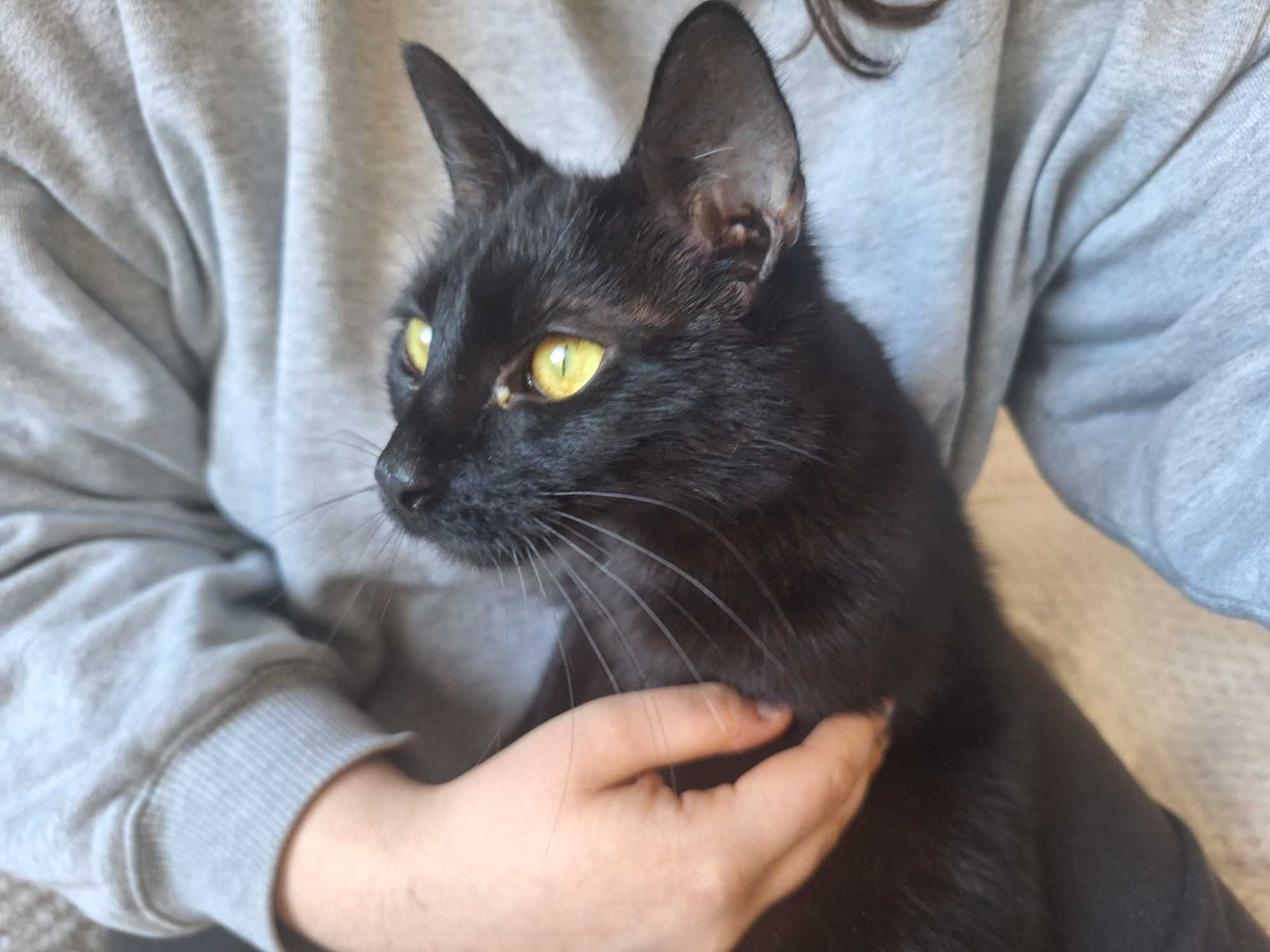 Franusia,miła koteczka czeka na adopcję.