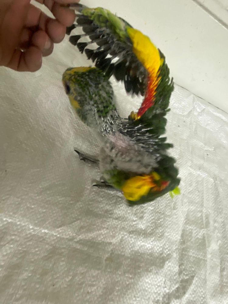 Papagaios/ Cinzentos/ Amazonias Bebes