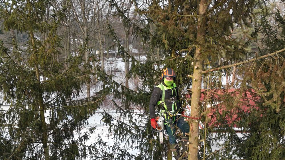 Wycinka i Pielęgnacja Drzew,podnośnik,rębak,Alpinistyka, Czyszczenie