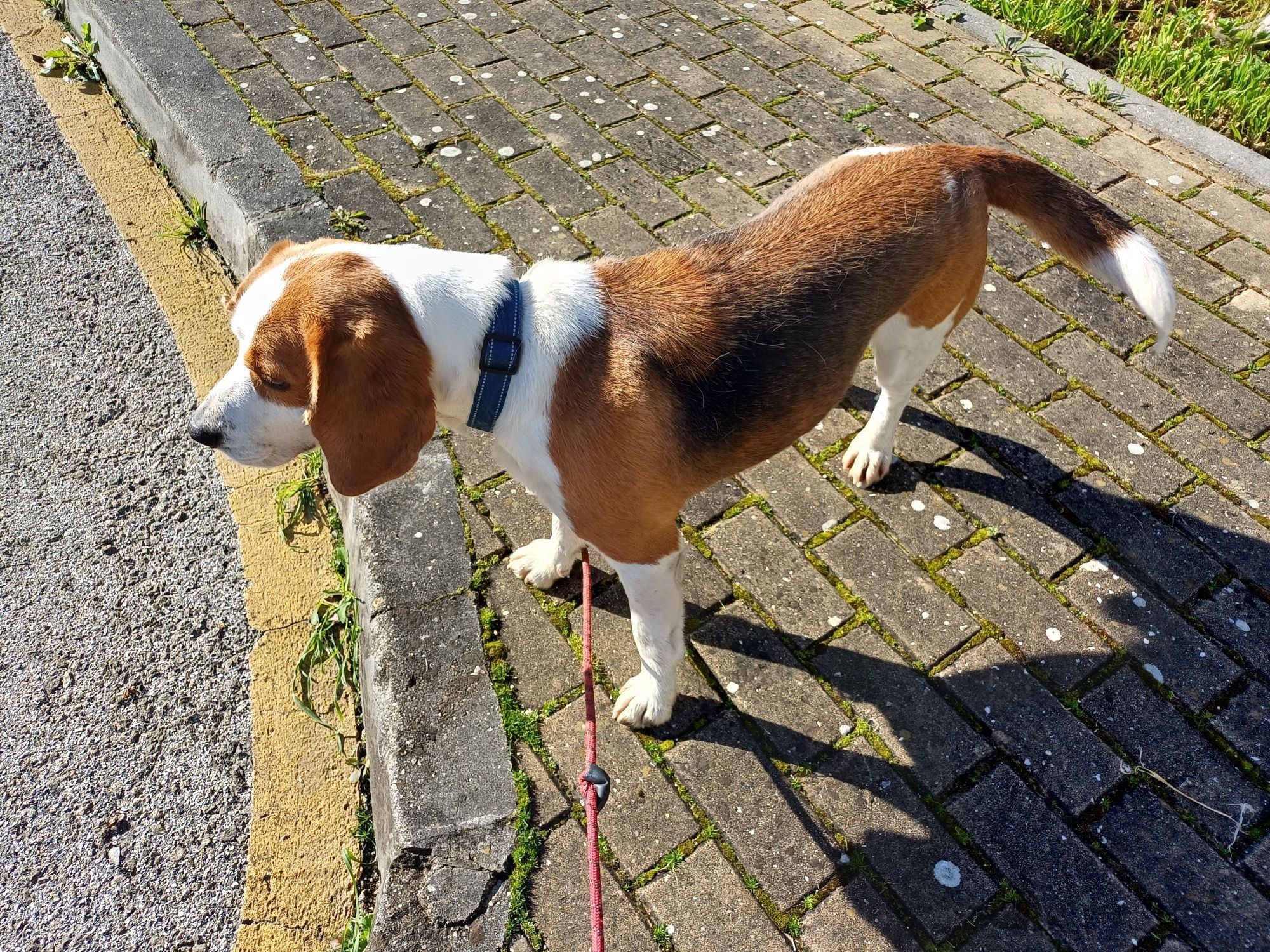 Beagle para adopção responsável