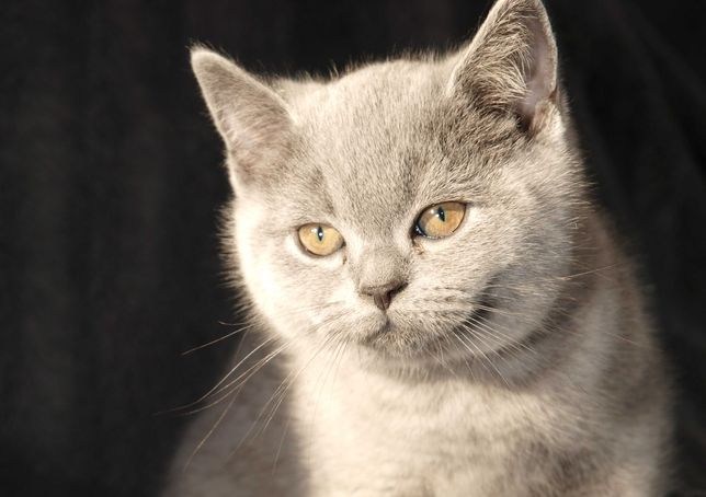 Kot brytyjski krótkowłosy śliczne kocięta z rodowodem