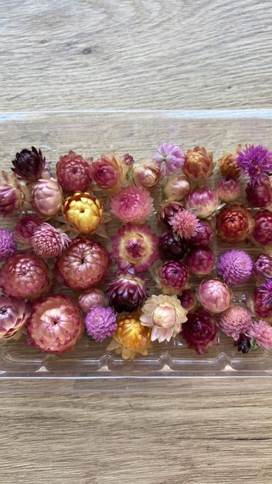 Сухоцвіт квіти Геліхризум, збір 2025