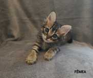 GATINHOS PARA ADOÇÃO RESPONSÁVEL