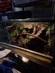 Terrarium jaszczurka wąż gekon lamparci orzesiony agama