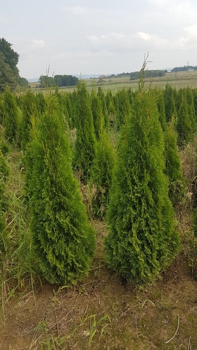 Thuja szmaragd 140-160cm Kurnik Brabant Doradzimy Posadzimy Dowieziemy