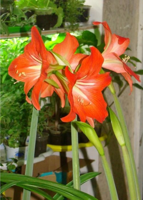 Гіпеаструм/амараліс