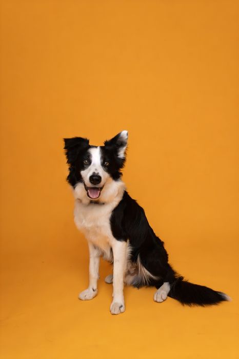 Border Collie para Acasalamento – Leiria