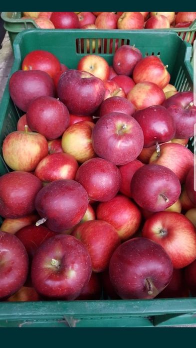 detalicznie hurt Szara reneta, jabłko jabłka cukiernictwo