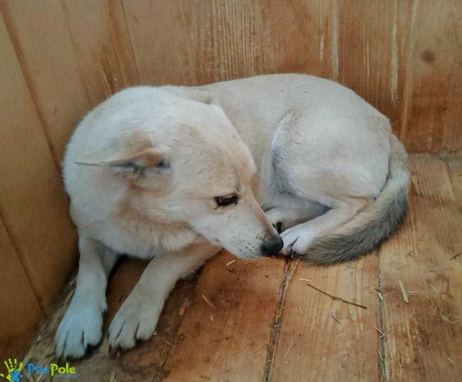 Mały piesek RESPEKT szuka domku!