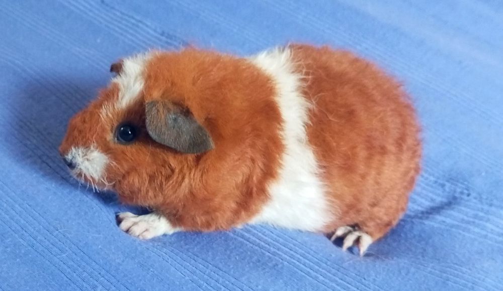 Морська свинка Тедді
