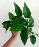 Planta Epipremnum aureum
