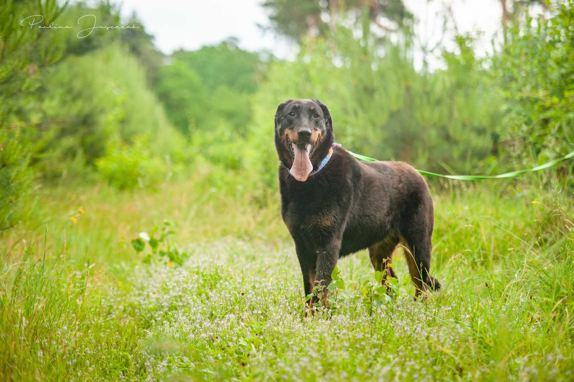 Beauceron Ina czeka na kochający dom!