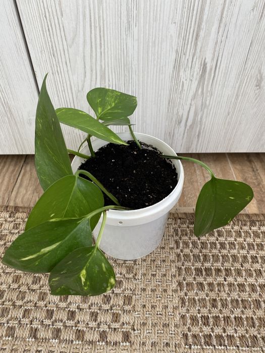 Епіпремнум, Сциндапсус