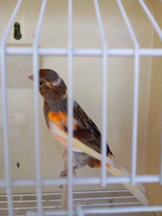 Canários Arlequim Português e Timbrado Espanhol