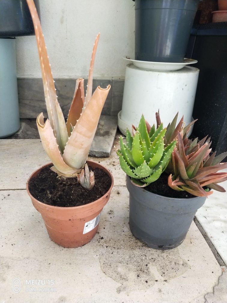 Iucas e aloe vera