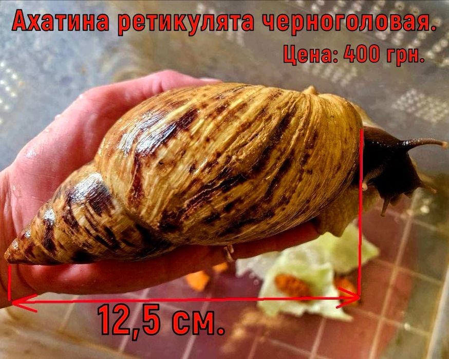 Улитки Ахатины от 50 гривен