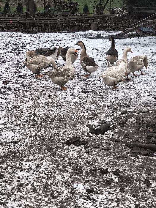 Sprzedam gęsi i kaczki francuskie (Żywe)