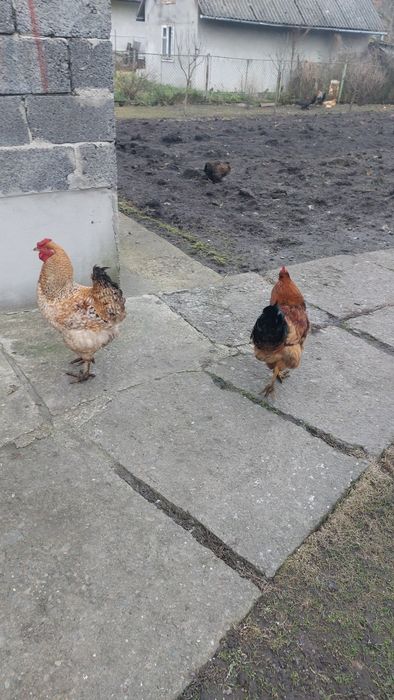 Продам молодих півнів ( кугут)