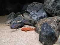 Malawi. Pyszczaki. Placidochromis. Protomelas