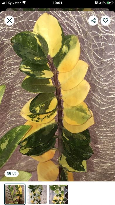 Заміокулькас варієгатний Шот Лив‼️