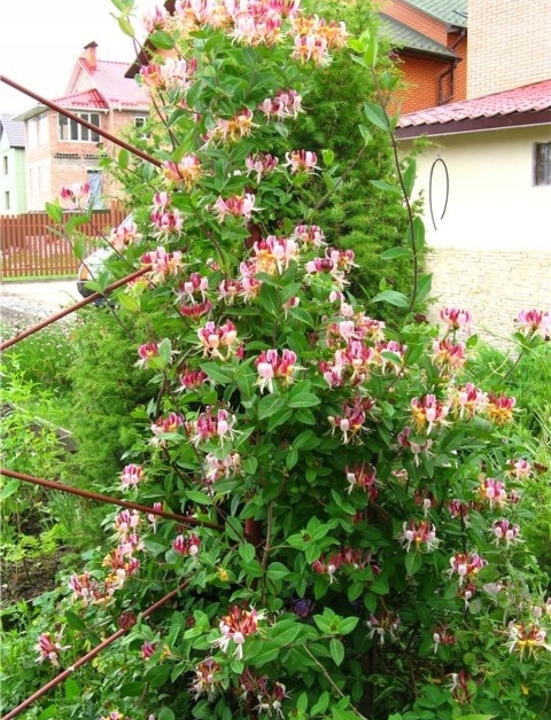 Tojeść i inne sadzonki