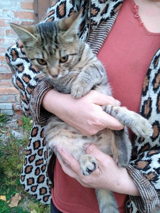 Котенок мальчик, 4 месяца (чарівний маленький котик)