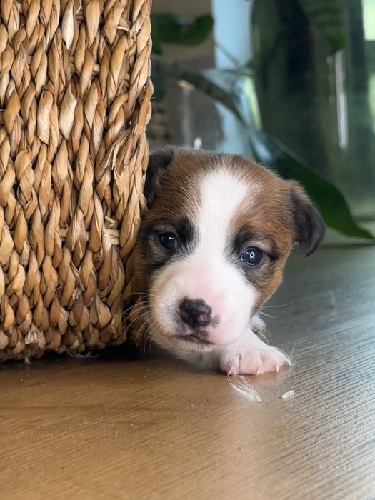 Jack Russel Terier Minuatura rezerwacja