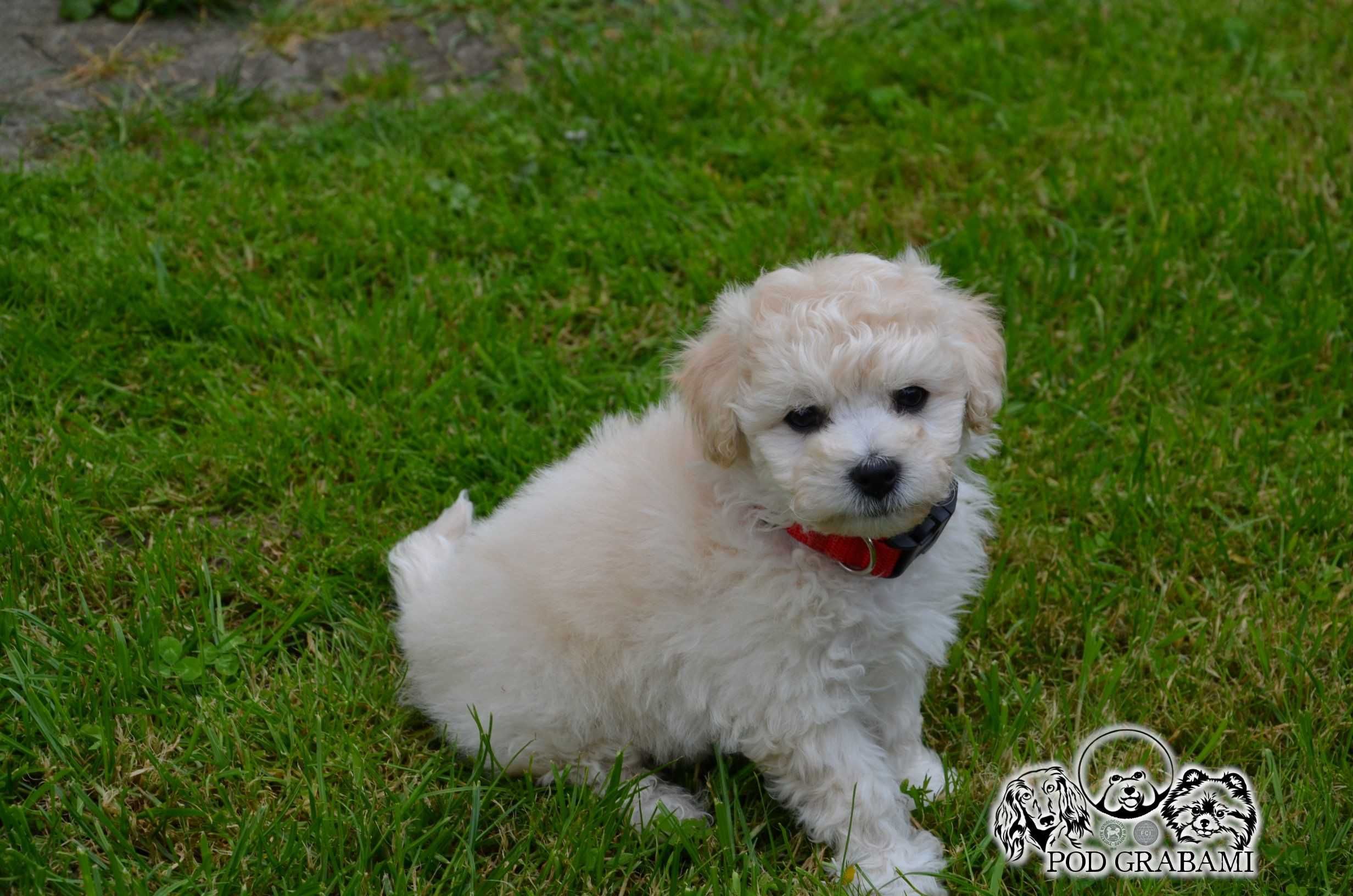 Bichon frise FCI po Multichampionie.